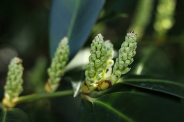 Prunus Laurocerasus 'un güzel botanik çekimi, aynı zamanda kiraz defne olarak da bilinir, yaygın defne ve bazen İngiliz defne kuşu, doğal duvar kağıdı.
