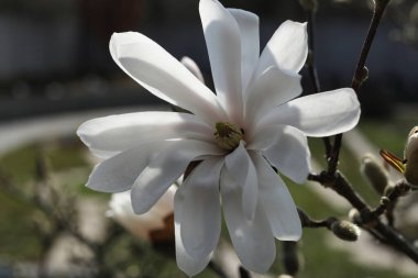 Bahçedeki yıldız Magnolia çiçeği, yakın plan, seçici odak