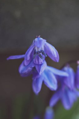 Scilla Siberica 'nın mavi çiçekleri ilkbaharın başlarında kapanıyor