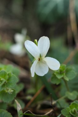 Bahar ormanlarında beyaz menekşeler, makro, seçici odak
