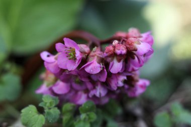 Bergenia vulgaris, Bergenaceae familyasından Bergenaceae familyasından bir bitki türü..