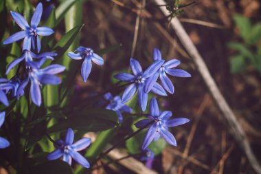 Scilla Siberica 'nın mavi çiçekleri ilkbaharın başlarında kapanıyor