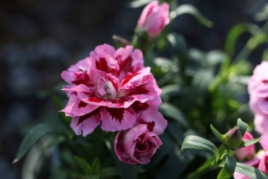 Bahçede Dianthus caryophyllus çiçekleri.
