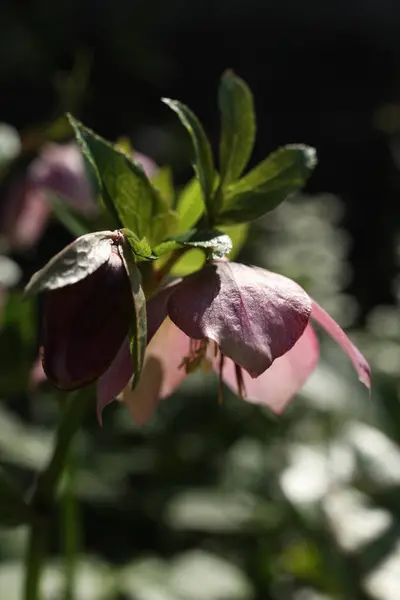 stock image Beautiful hellebore flower in the garden. Selective focus.