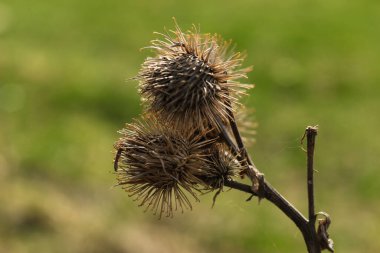 Arctium lappa, commonly called greater burdock, gob, edible burdock, lappa, beggar's buttons, thorny burr, or happy major  clipart