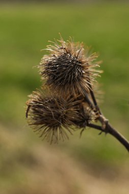 Arctium lappa, commonly called greater burdock, gob, edible burdock, lappa, beggar's buttons, thorny burr, or happy major  clipart