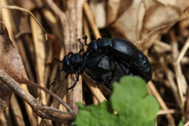 Kara yağ böceği ormanda kuru bir yaprak üzerinde çiftleşen bir çift. Makro fotoğrafçılık.