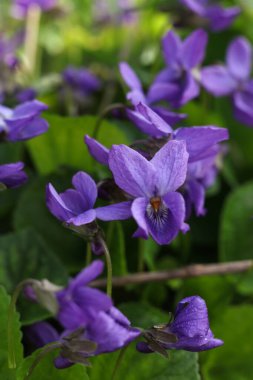 Viola odorata, sıradan menekşe, bahçede çiçek açıyor.