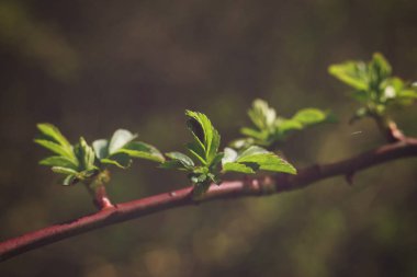 kaynak ağacı dalları, flora