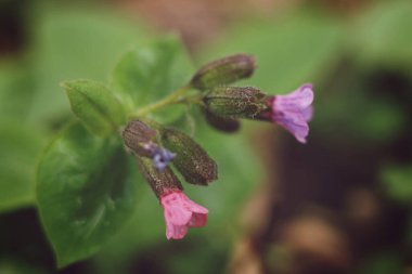 Pulmonaria obscura. Bilinen adıyla Beneksiz Ciğerotu veya Suffolk akciğer otu çiçekleri ormanda çiçek açıyor.