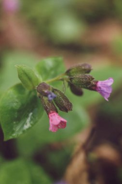 Pulmonaria obscura. Bilinen adıyla Beneksiz Ciğerotu veya Suffolk akciğer otu çiçekleri ormanda çiçek açıyor.