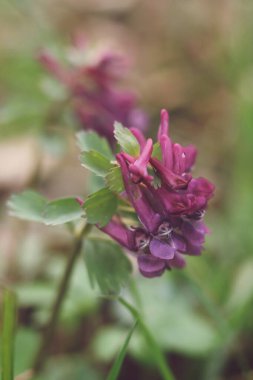 Bahar ormanında Corydalis Cava 'nın mor çiçeği