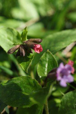 Pulmonaria obscura. Bilinen adıyla Beneksiz Ciğerotu veya Suffolk akciğer otu çiçekleri ormanda çiçek açıyor.