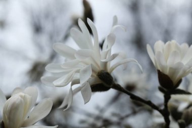 Bahçedeki yıldız Magnolia çiçeği, yakın plan, seçici odak