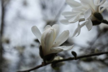 Bahçedeki yıldız Magnolia çiçeği, yakın plan, seçici odak