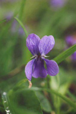 Viola odorata, menekşe çiçeği, makro, seçici odak