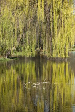 Söğüt ağacı baharda bir gölün suyuna yansıyor..