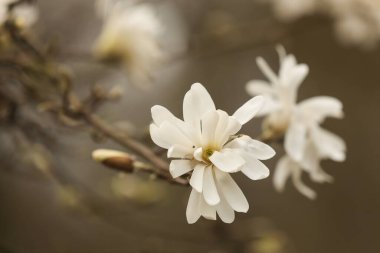 Bahçedeki yıldız Magnolia çiçeği, yakın plan, seçici odak