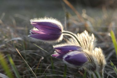 Pasqueflowers (Pulsatilla patens) altın saat boyunca sahada