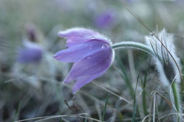 Pasqueflowers (Pulsatilla patens) tarlada çimenli su damlaları ile. 