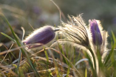 Pasqueflowers (Pulsatilla patens) altın saat boyunca sahada