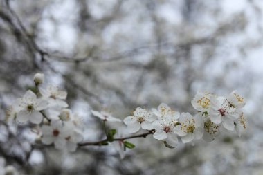 İlkbaharda Mirabelle erik çiçeği açar.