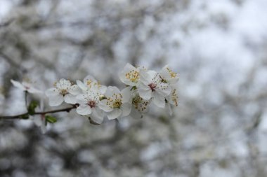 İlkbaharda Mirabelle erik çiçeği açar.
