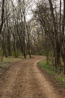 İlkbaharda ormanda patikası olan bir manzara. 