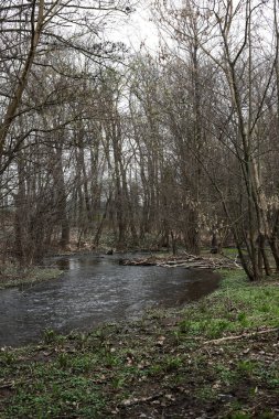Bahar ormanında küçük bir dere.