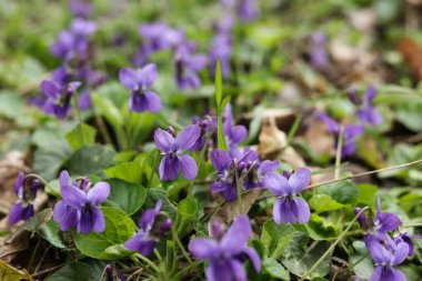 Menekşelerin mor çiçekleri.)