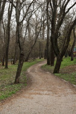 İlkbaharda ormanda patikası olan bir manzara. 