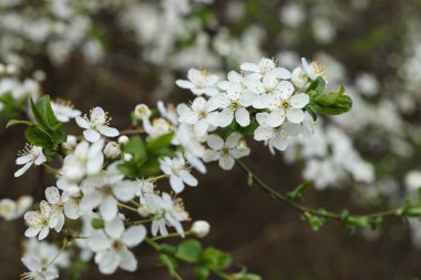 İlkbaharda Mirabelle erik çiçeği açar.
