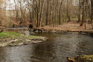 Bahar ormanında küçük bir dere.