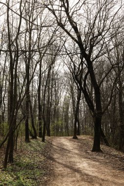 İlkbaharda ormanda patikası olan bir manzara. 
