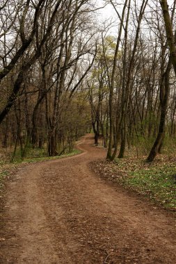İlkbaharda ormanda patikası olan bir manzara. 