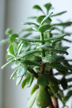 Lezzetli Crassula ovata, yaygın olarak yeşim taşı bitkisi olarak bilinir, şanslı bitki, para bitkisi veya para ağacı pencere kenarındaki bir saksıda. Yakın plan.