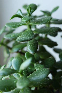 Lezzetli Crassula ovata, yaygın olarak yeşim taşı bitkisi olarak bilinir, şanslı bitki, para bitkisi veya para ağacı pencere kenarındaki bir saksıda. Yakın plan.