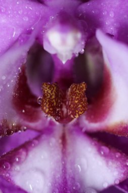 Phalaenopsis 'in makro çekimi, ayrıca su damlalı güve orkideleri olarak da bilinir.