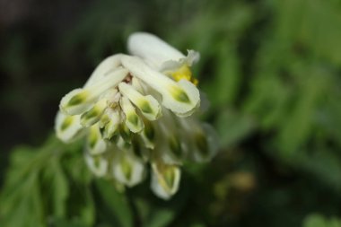 a macro shot of Pseudofumaria alba in the spring garden clipart