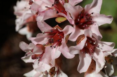 Bergenia ciliata, bahçedeki pembe çiçekleri kapat.