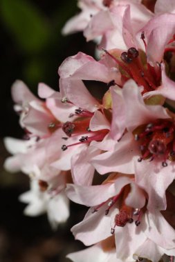 Bergenia ciliata, bahçedeki pembe çiçekleri kapat.