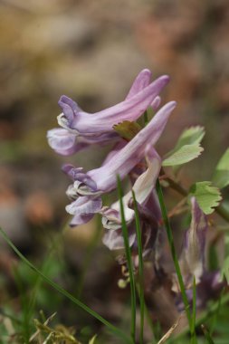 Bahar ormanında Corydalis Cava 'nın mor çiçeği