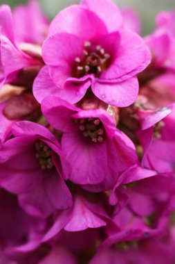 Closeup of pink Bergenia crassifolia blossom clipart