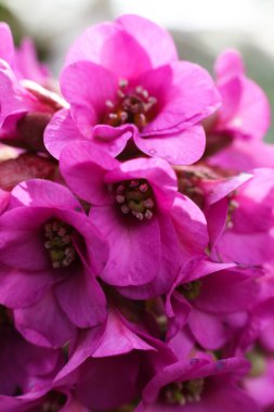 Closeup of pink Bergenia crassifolia blossom clipart