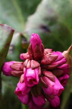 Pembe Bergenia crassifolia çiçeğinin yakın çekimi