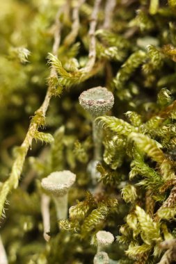 Cladonia fimbriata 'ya ya da ormandaki yosunlu ağaç gövdesinde yetişen trompet bardağı likinine yakın.