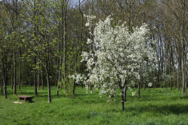 kiraz ağaçlarının açtığı bahar manzarası