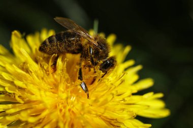 Sarı karahindiba çiçeğinin üzerindeki arıya yaklaş.