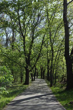 Parkta bir patika olan manzara