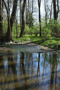 Bahar ormanında deresi olan bir manzara.
